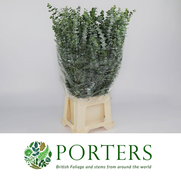 ORBIT SUGAR-FREE CHEWING GUM EUCALYPTUS