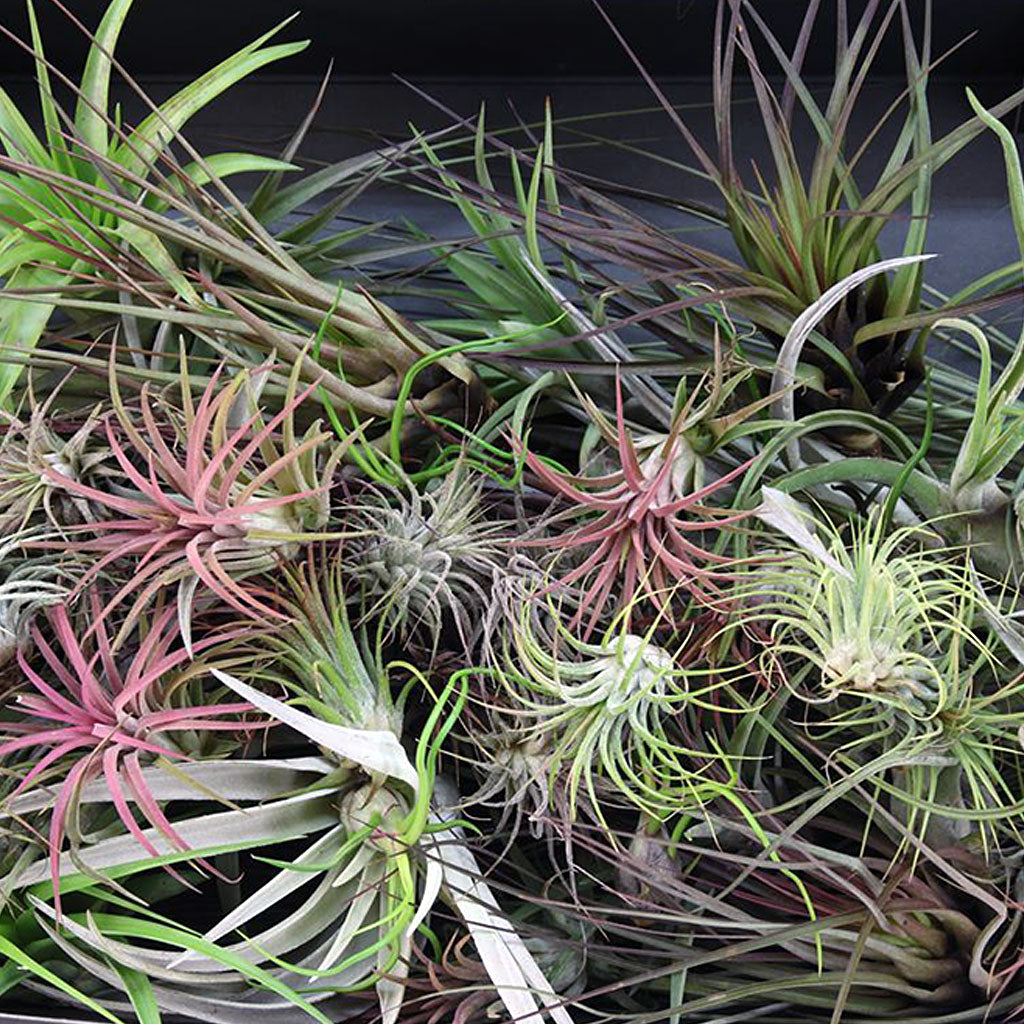 Air Plants