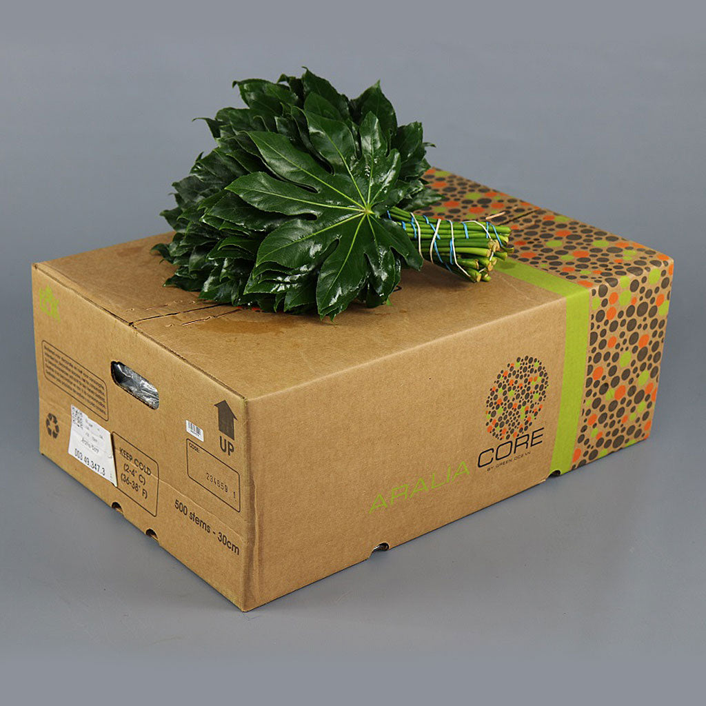 Aralia
