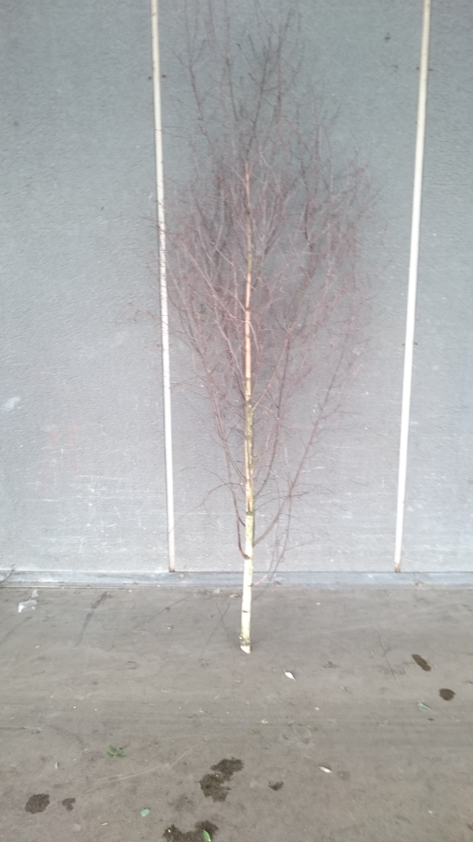 Betula (Silver Birch) TWIG TREE Natural