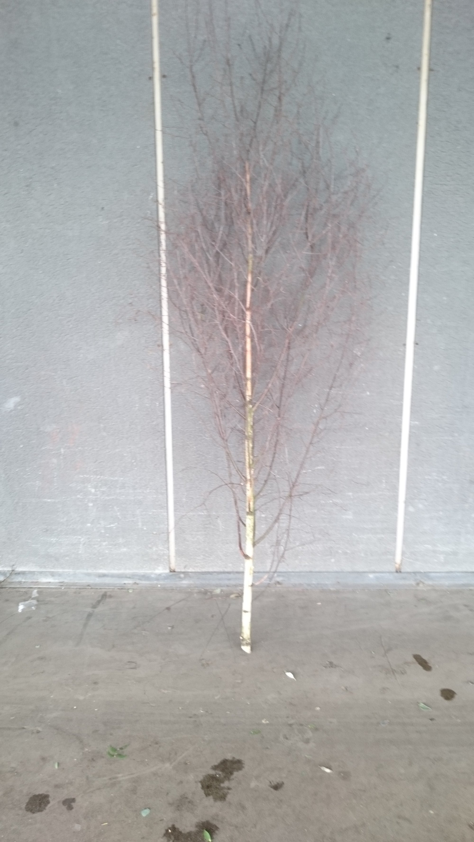 Betula (Silver Birch) TWIG TREE Natural