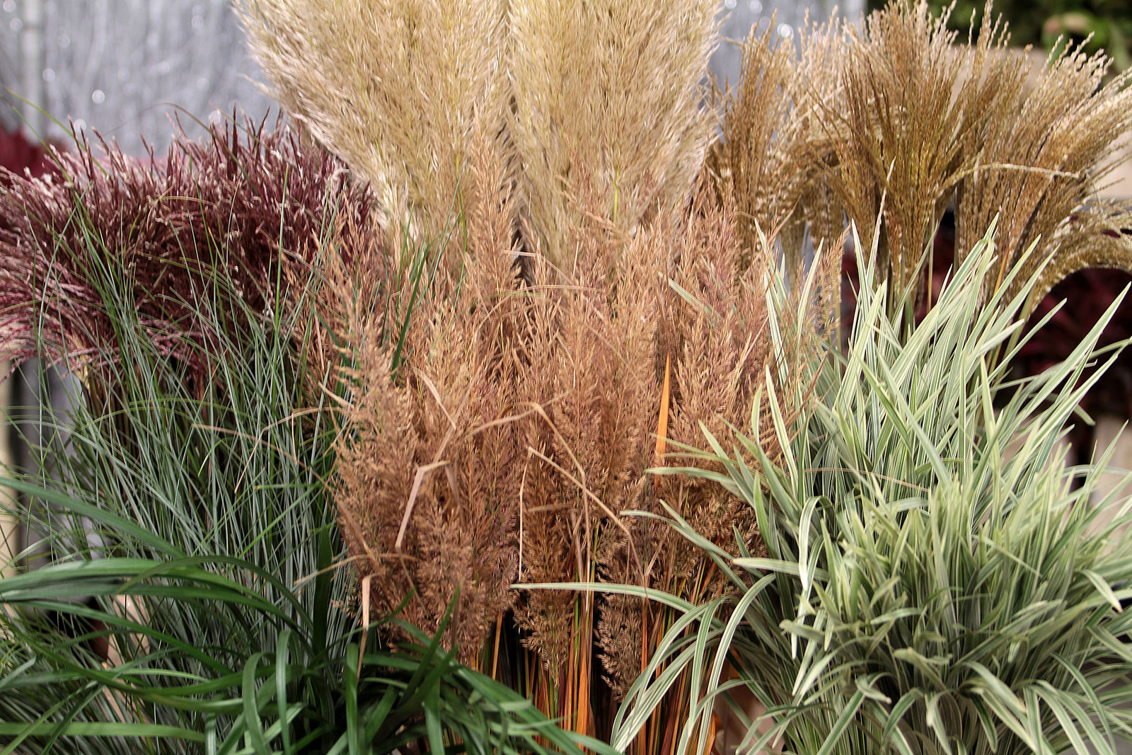 Ferns & Grasses Complete Collection