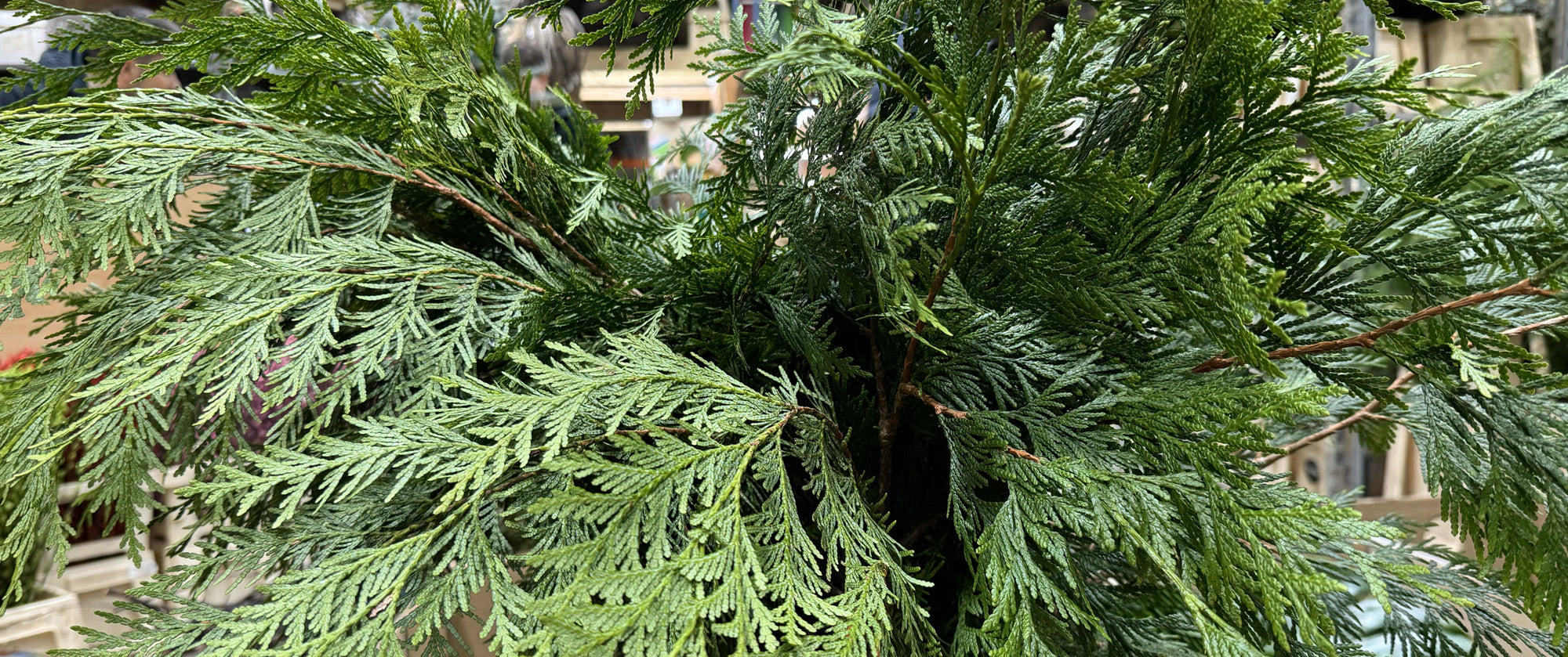 Conifer