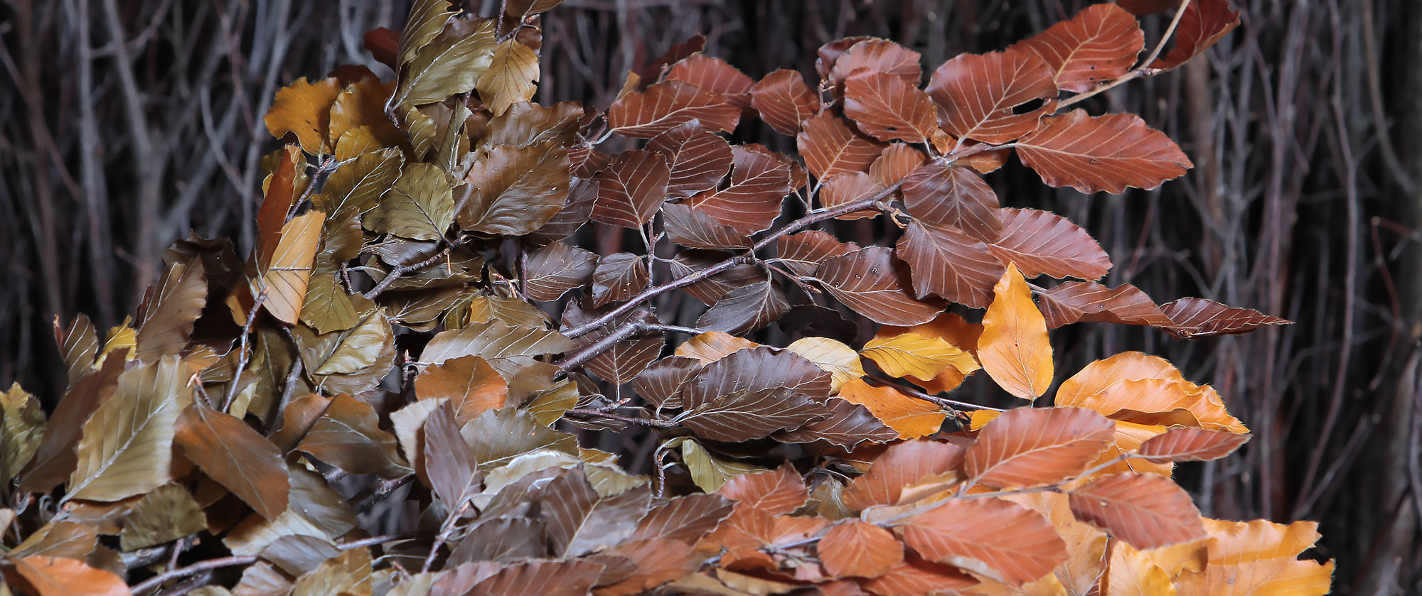 Coloured Dried Foliage