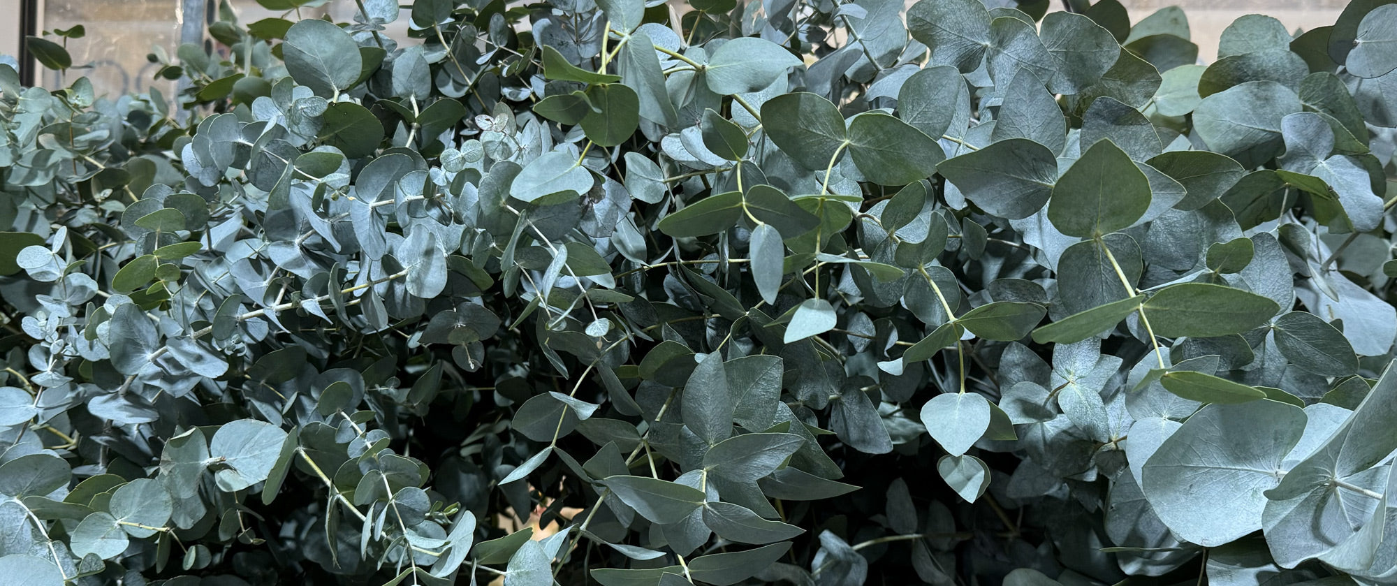 Live EUCALYPTUS Stock Collection