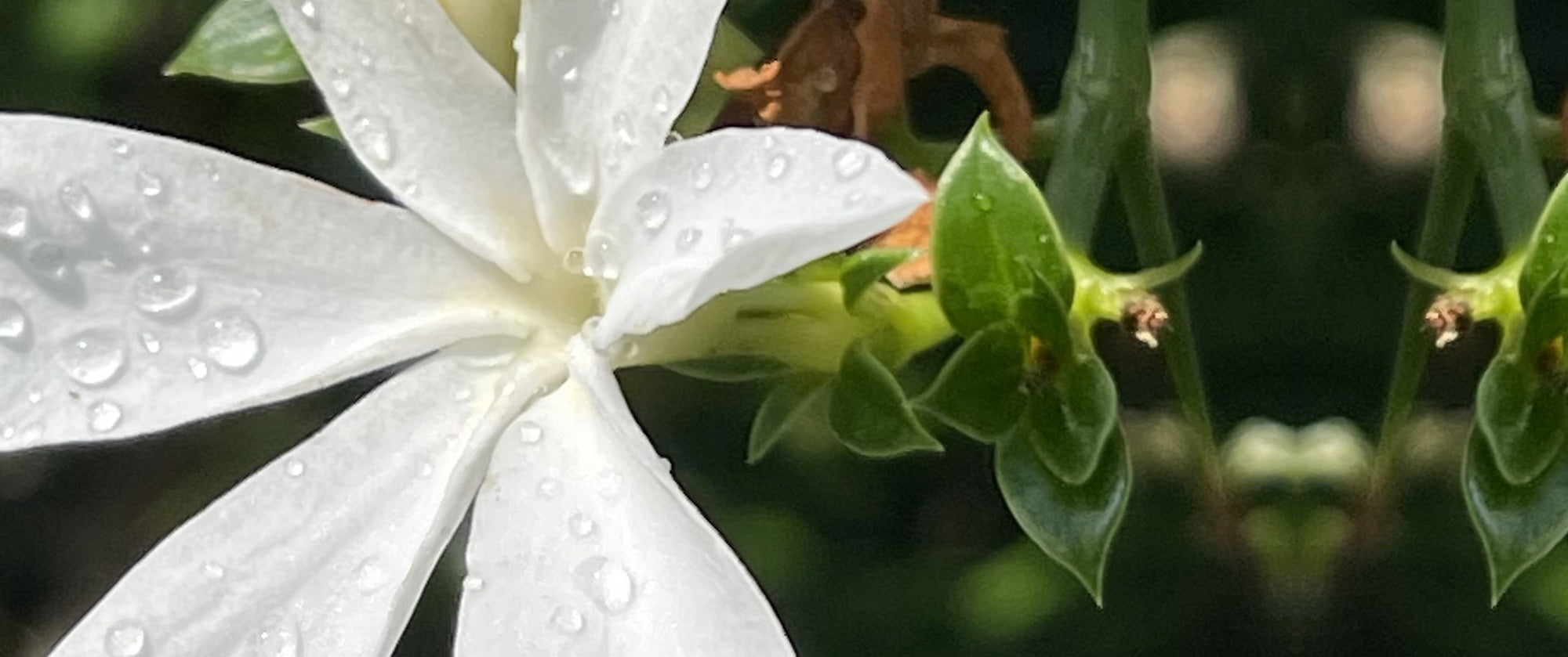 Live FLOWERS Stock Collection