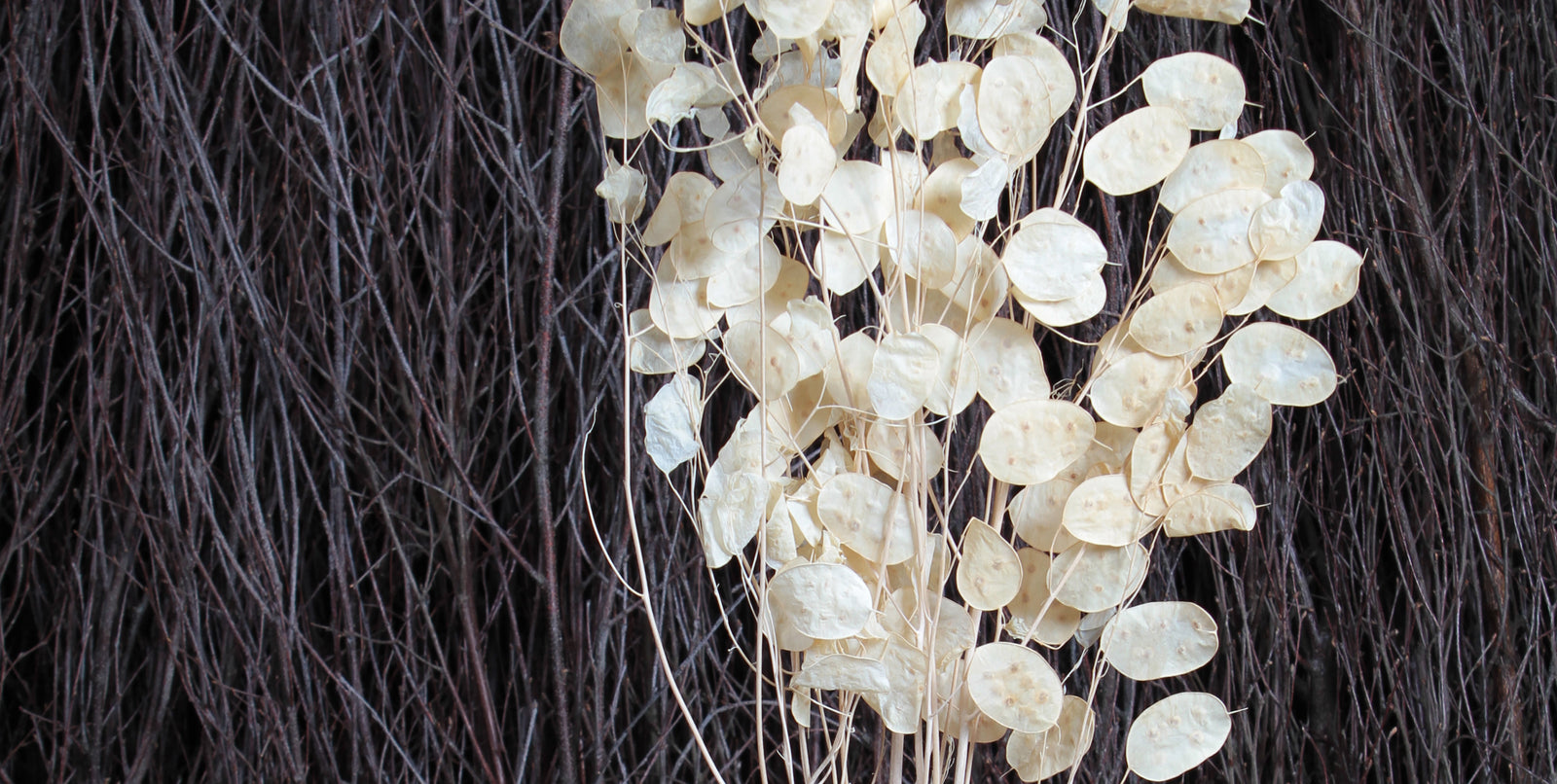 Bleached Dried Foliage
