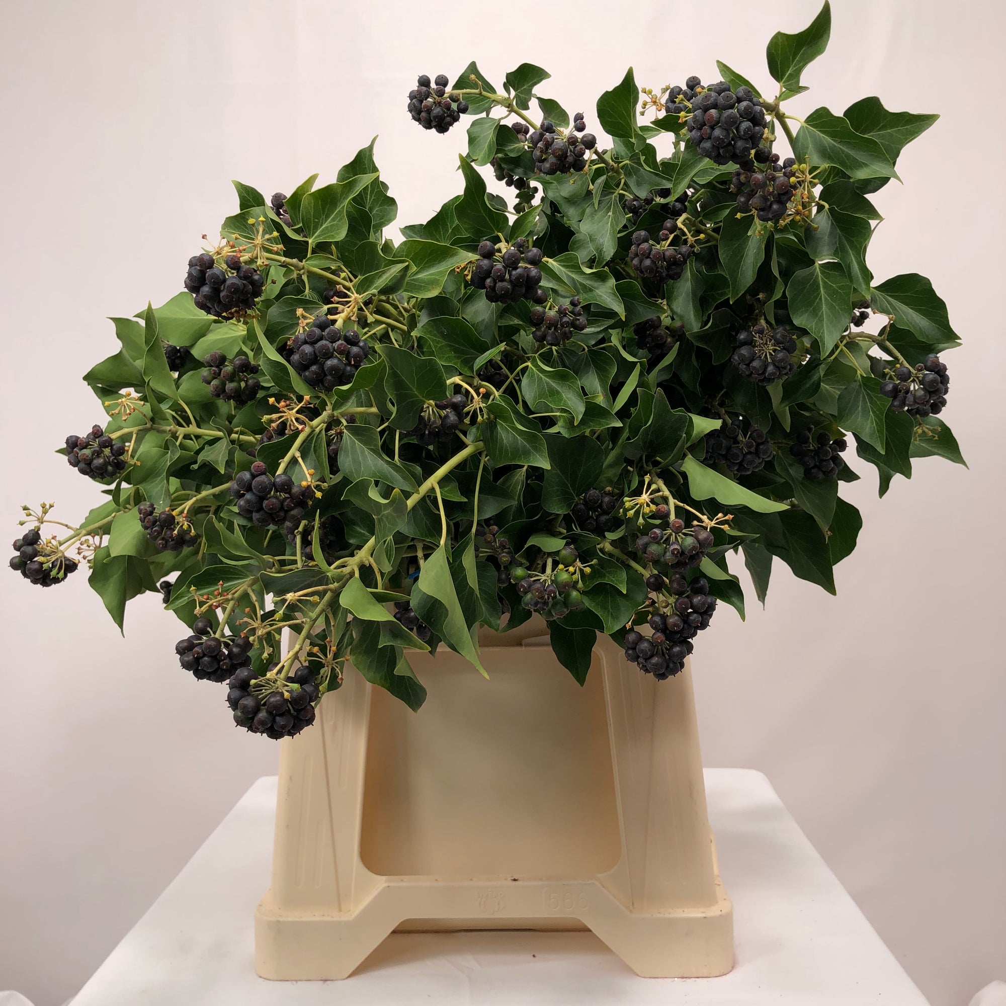 Live FOLIAGE Stock Complete