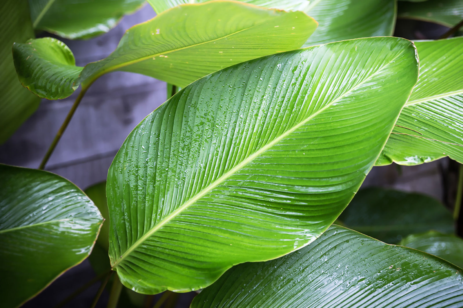 Leaves Complete Collection