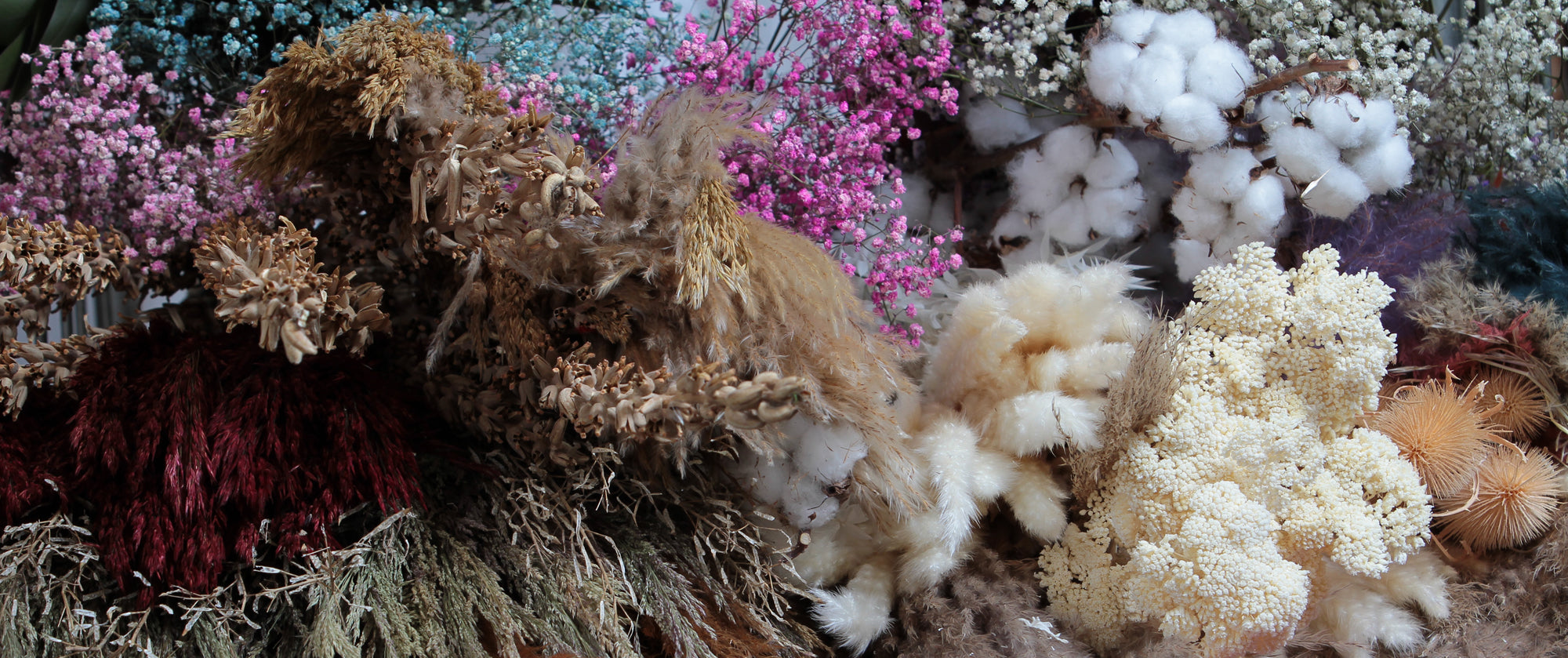 Live Dried Stock Collection
