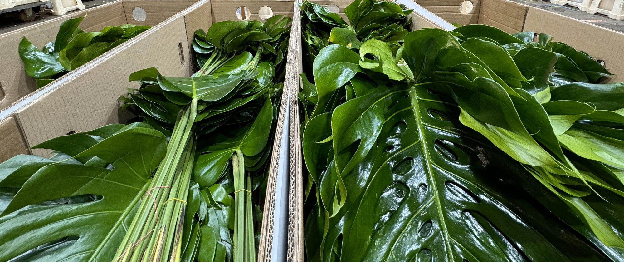 Live LEAVES Stock Collection