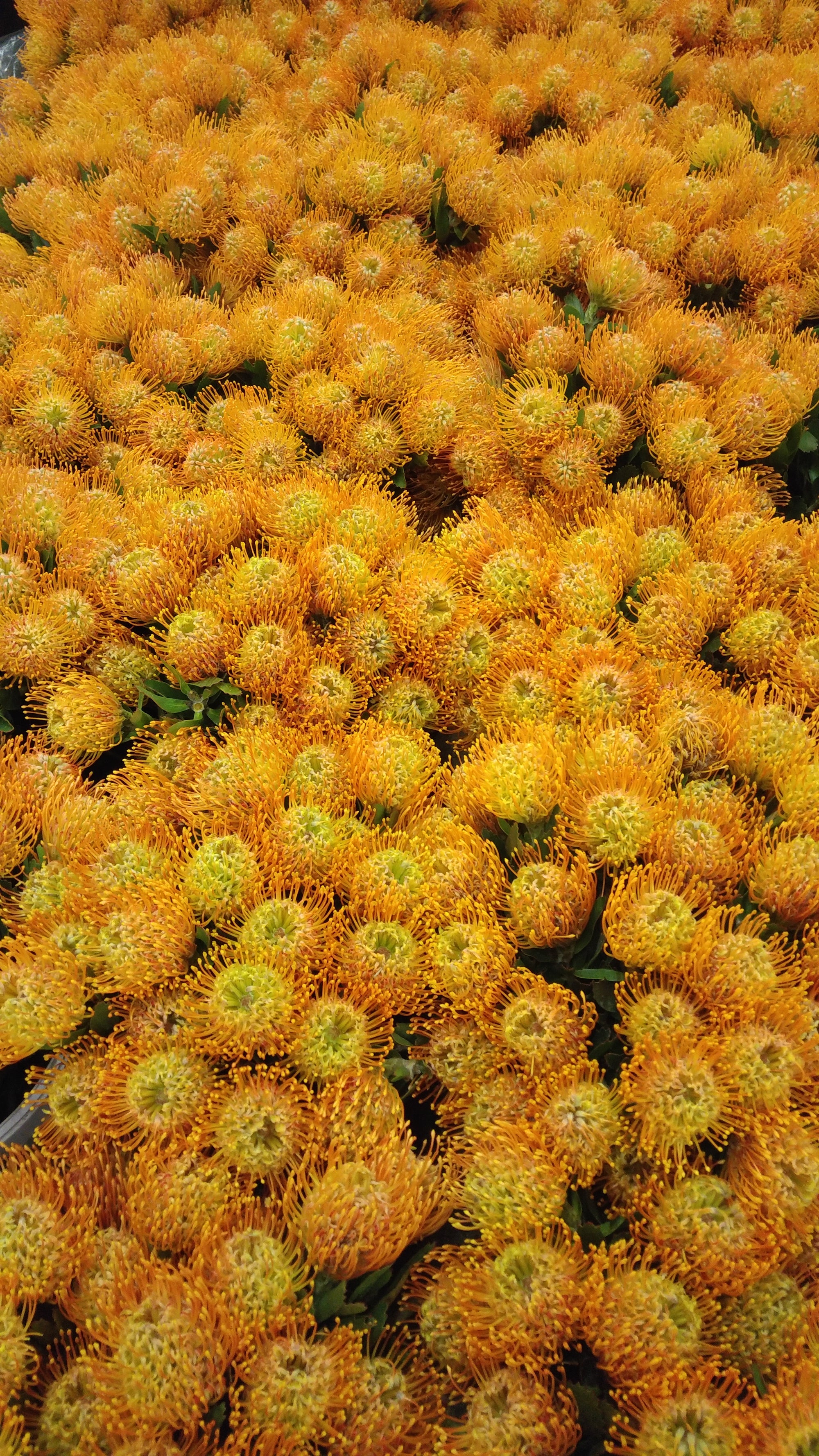Protea Pincushion
