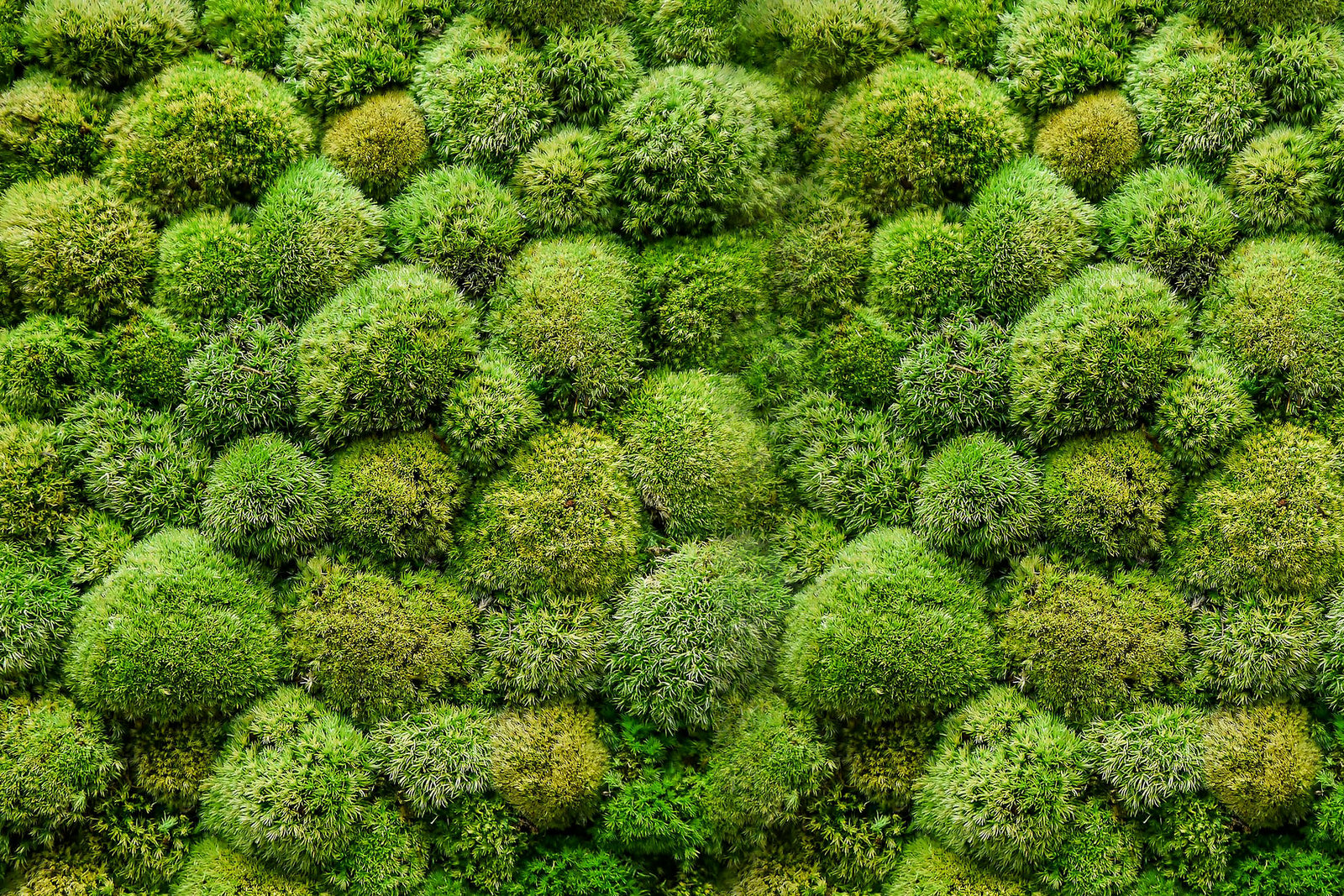 Moss Complete Collection