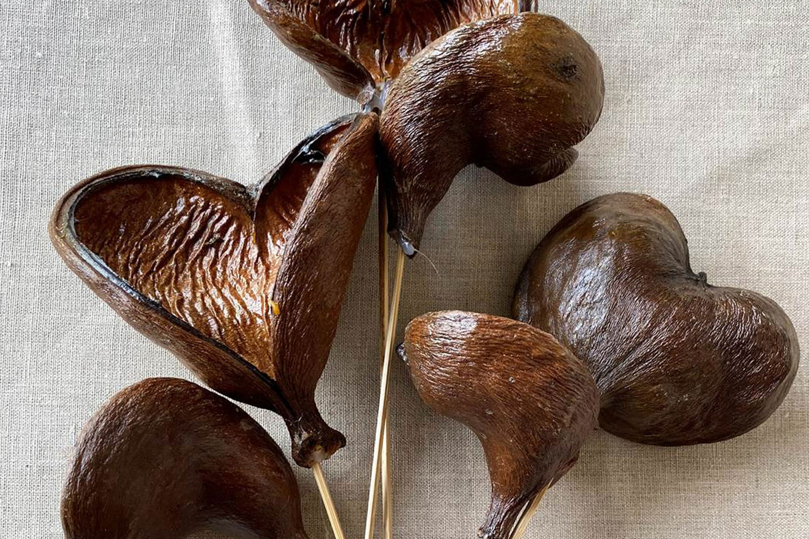 Nuts & Seed Pods Complete Collection