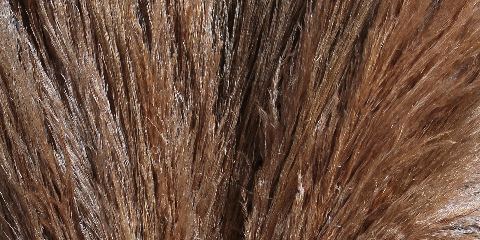 Pampas Grass and Reeds