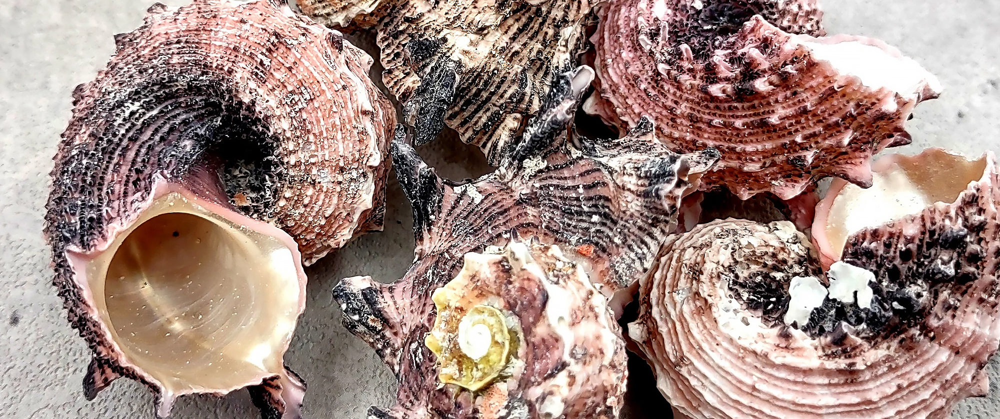 Shells
