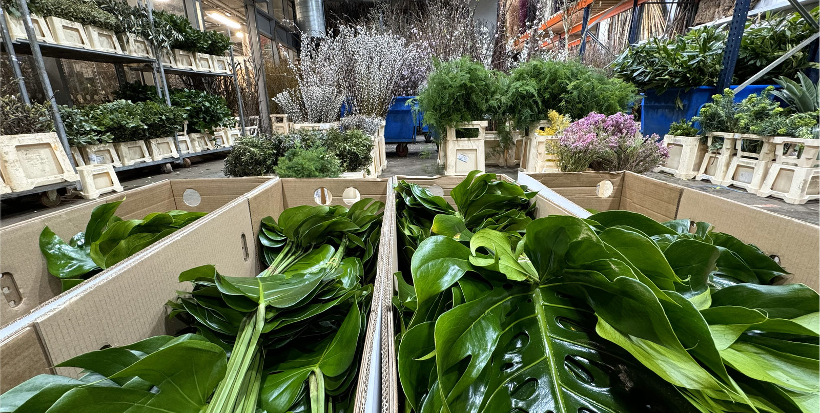 Our Complete Range of Foliage & Decorative Stems