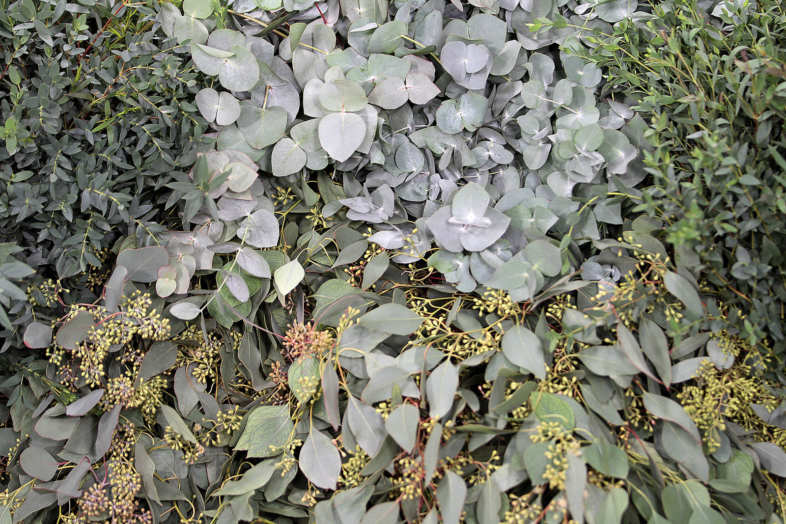 Eucalyptus Complete Collection