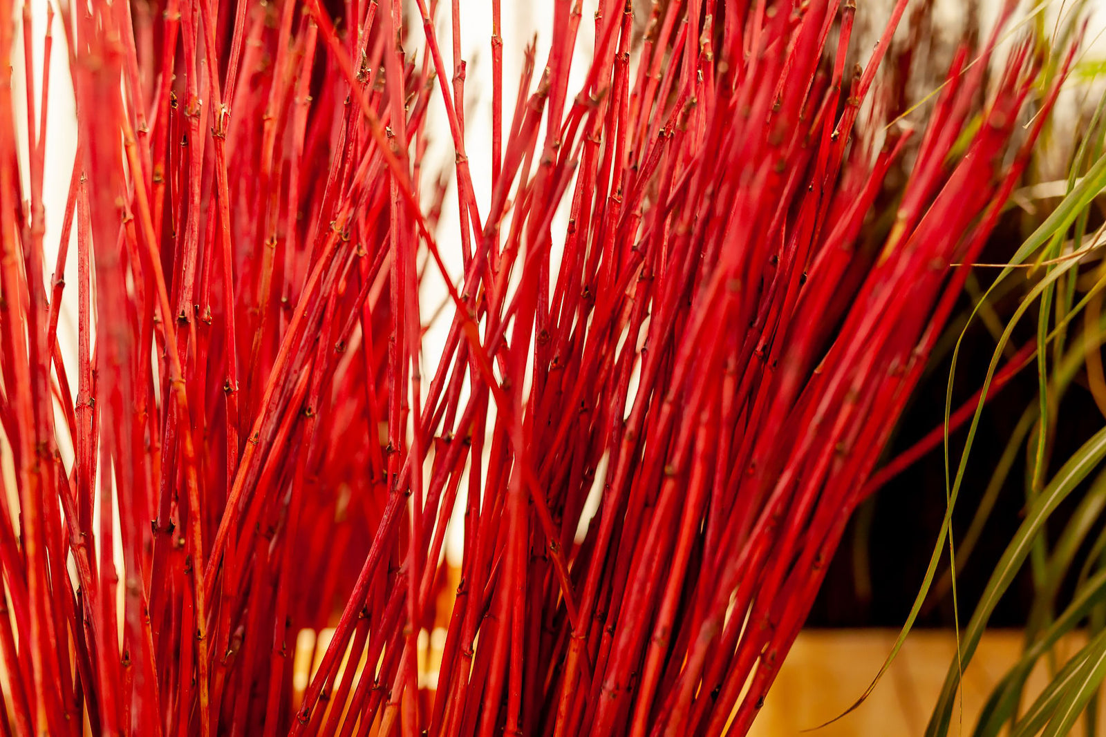 Twigs Complete Collection