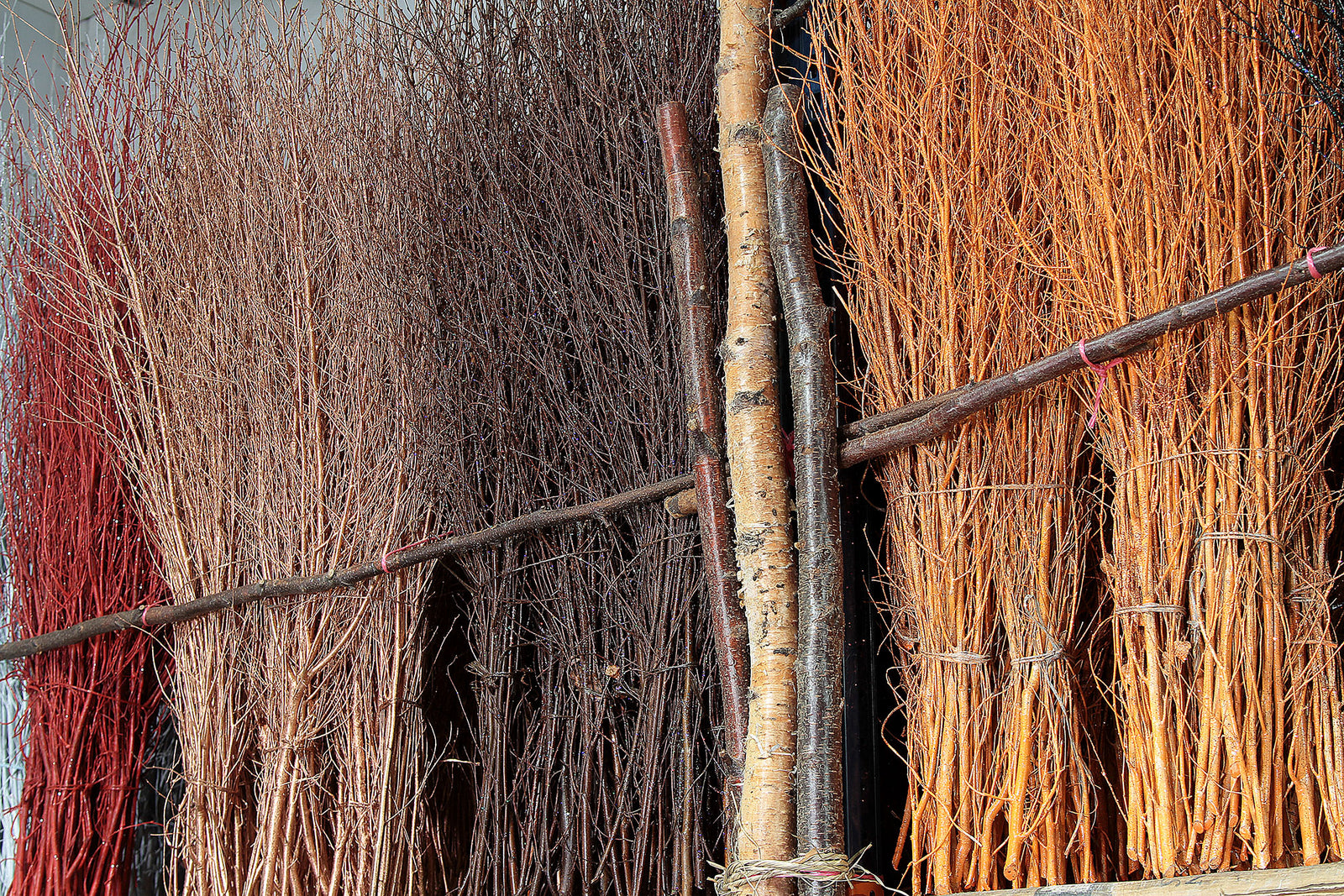 Betula (Silver Birch) Twig Complete Collection