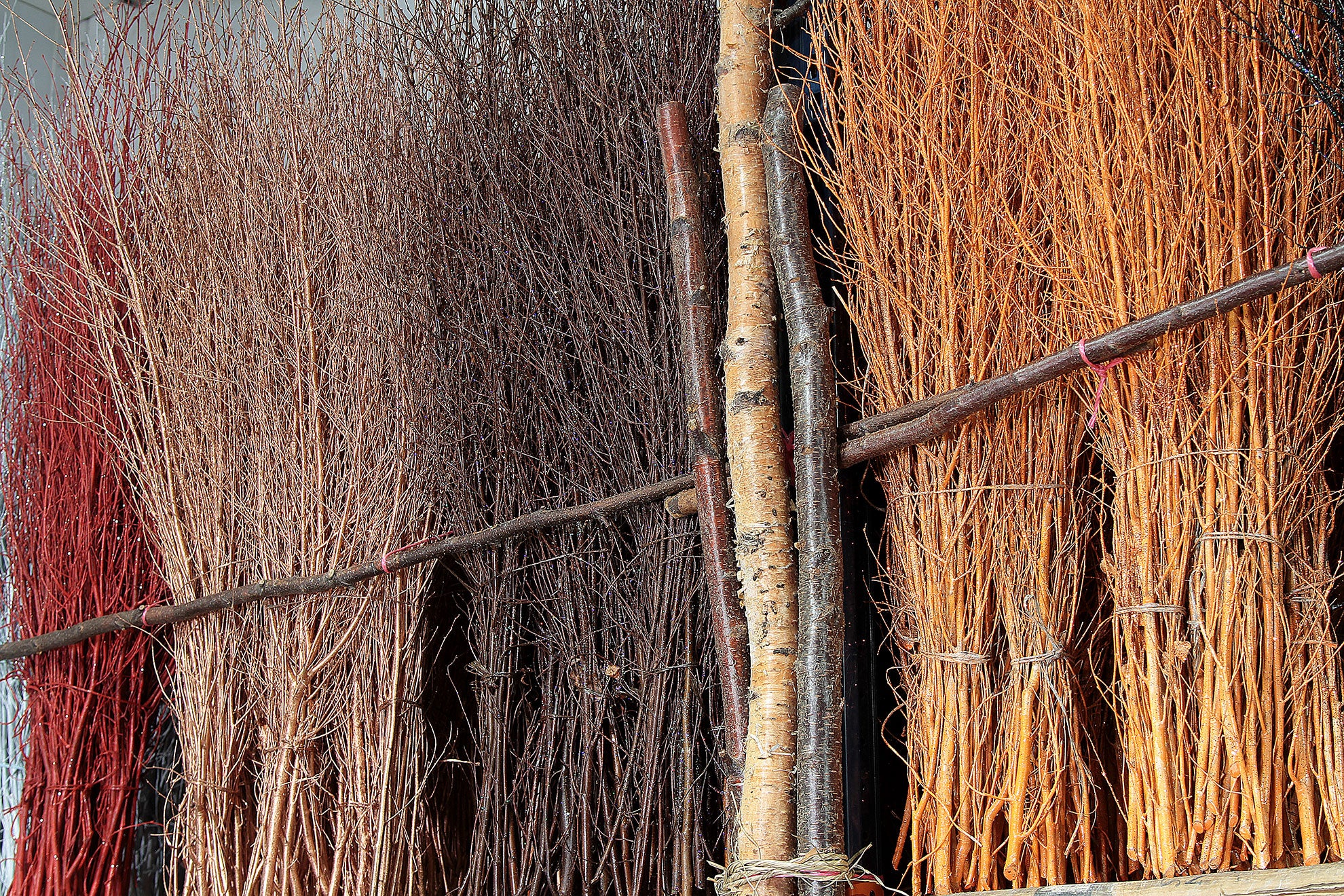 Betula (Silver Birch) TWIG Complete Collection