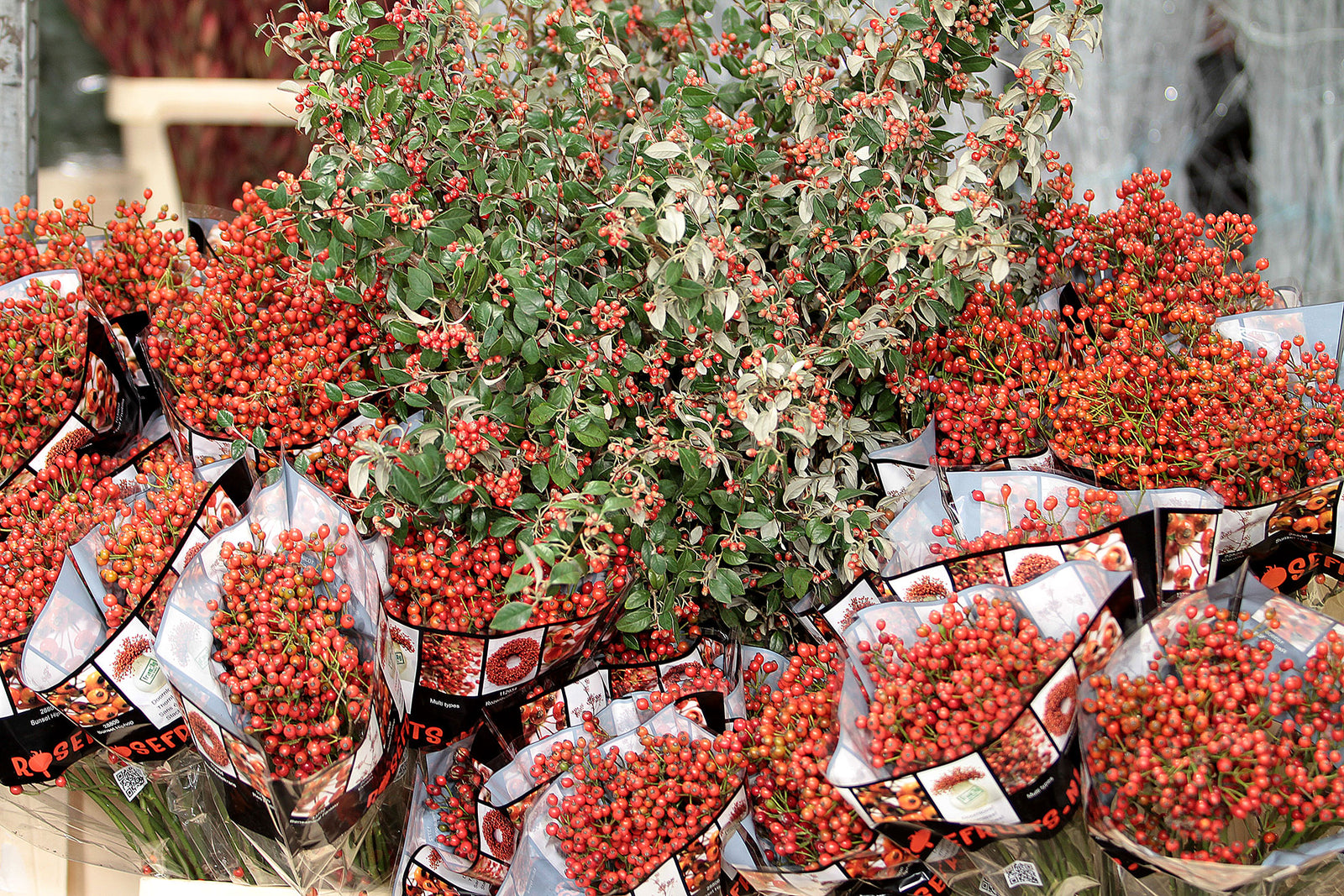 Fruit & Berries Complete Collection