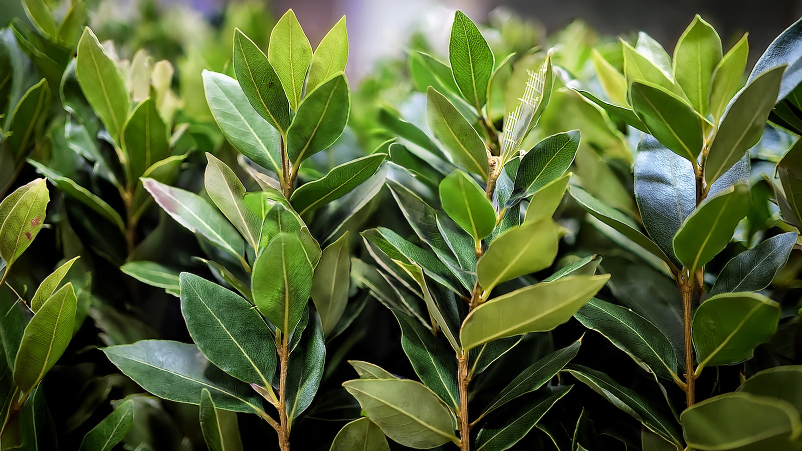 British Foliage wild cut