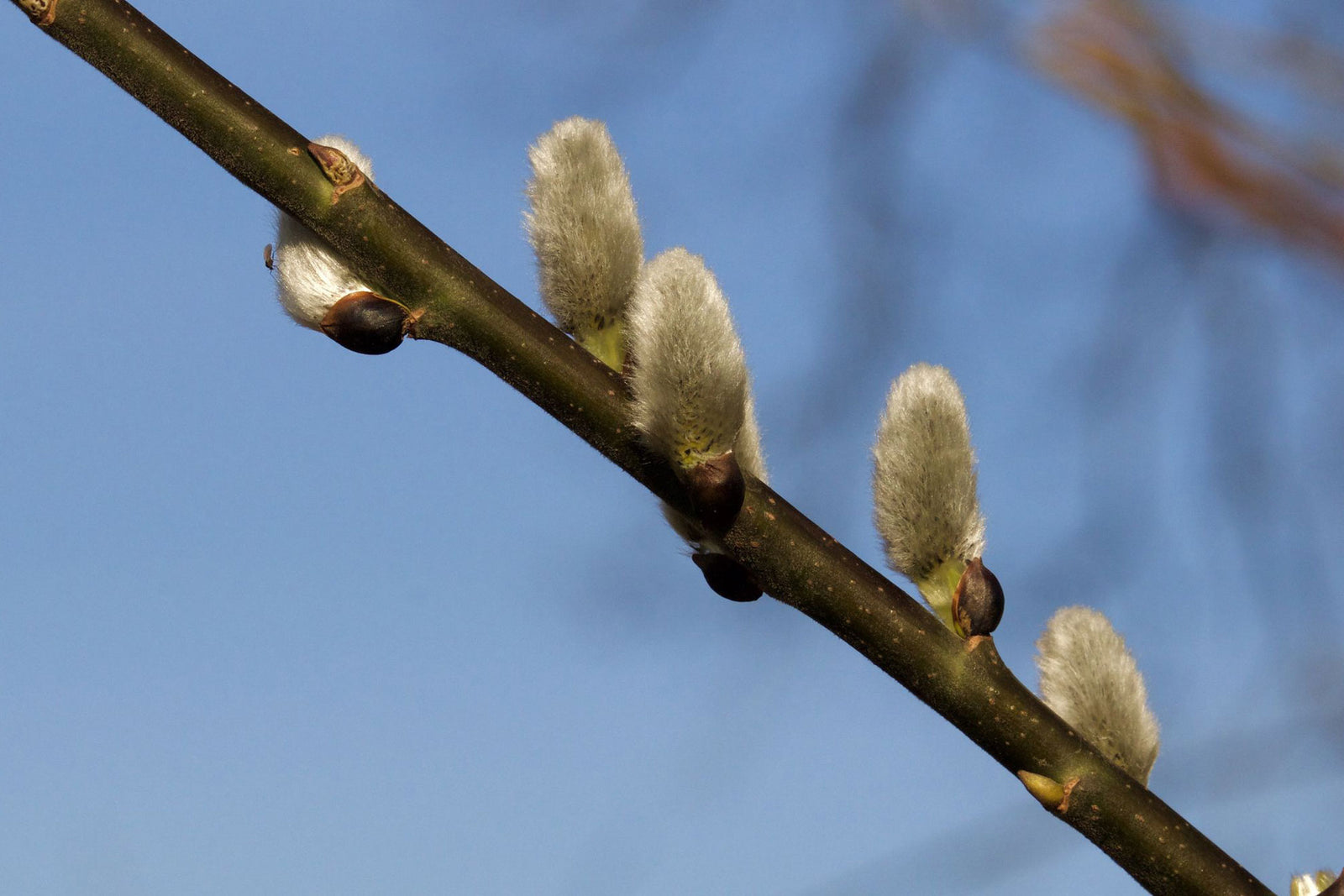 Sticks & Willow Complete Collection