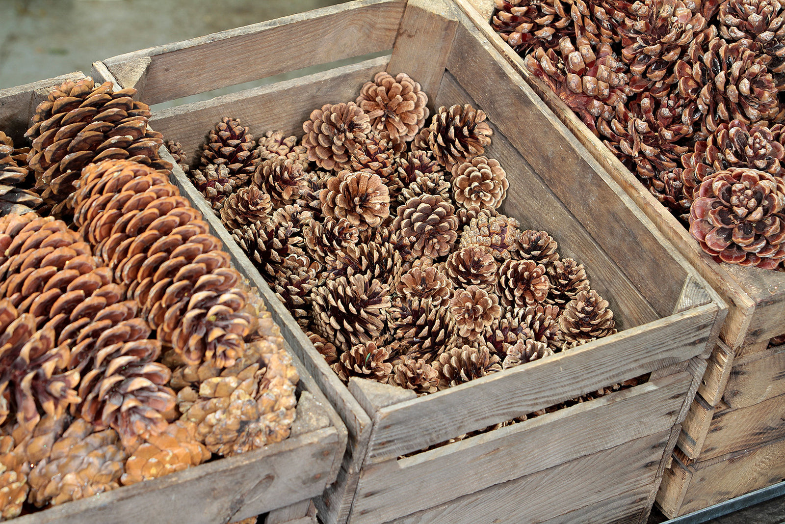 Cones Complete Collection