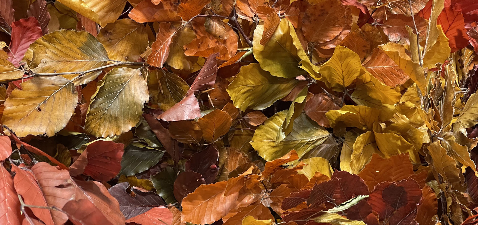 Porters Foliage | Autumn Collection