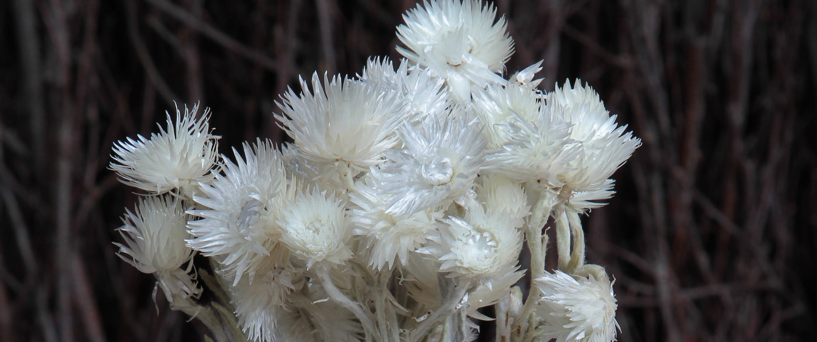 Bleached Dried Flowers