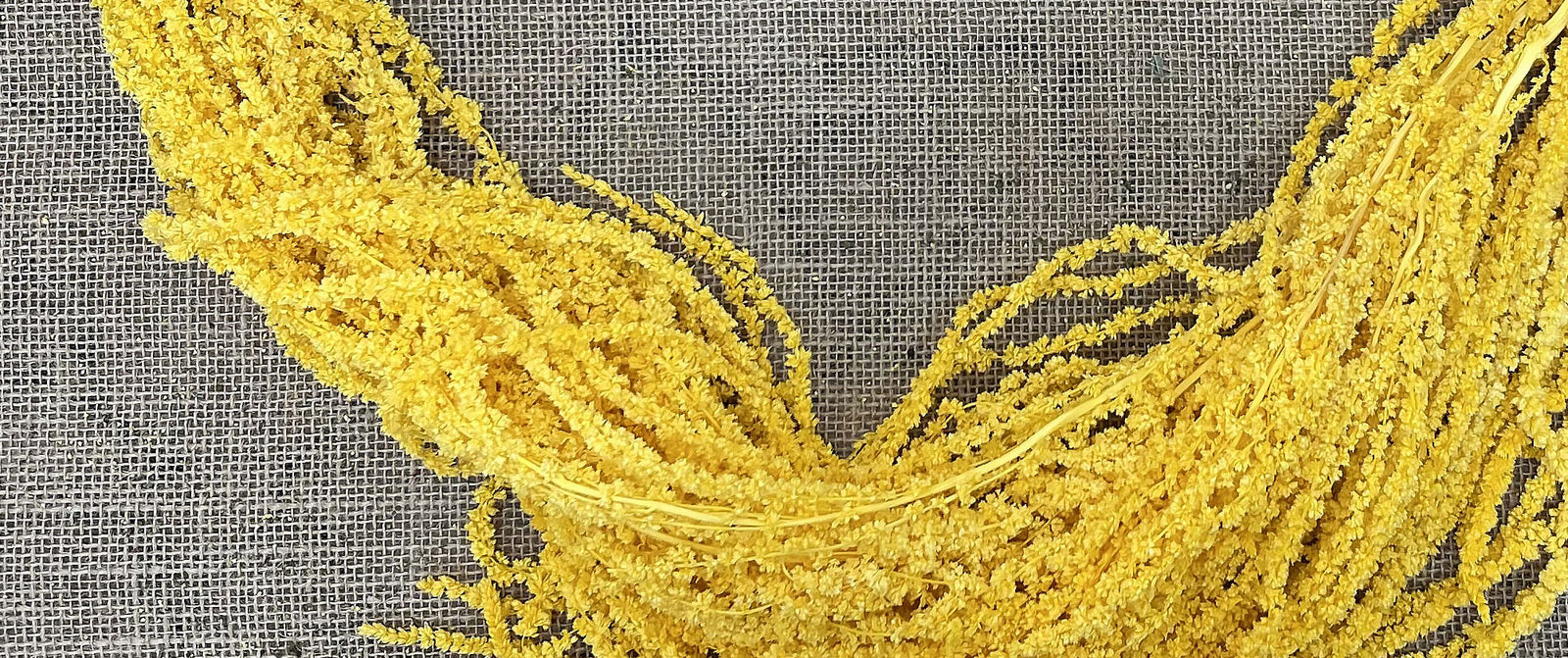 Coloured Dried Flowers