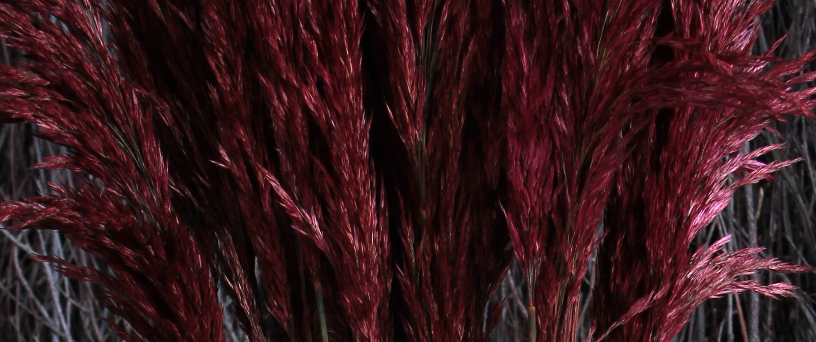 Coloured Dried Grasses