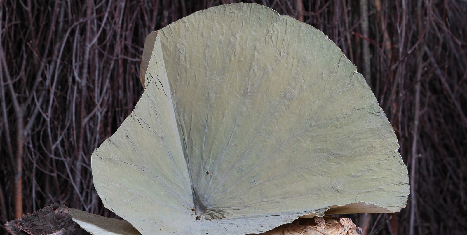 Natural Dried Leaves