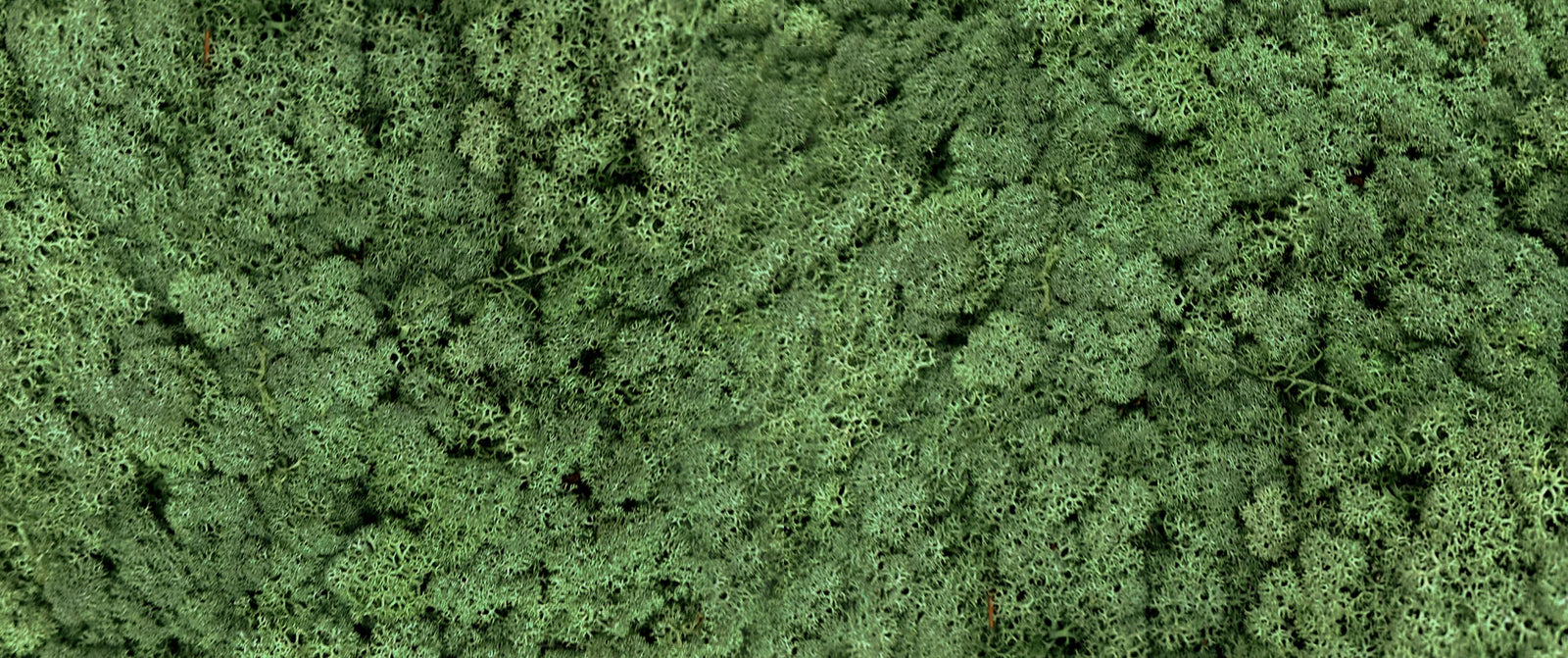 Dried Mosses in many colours...