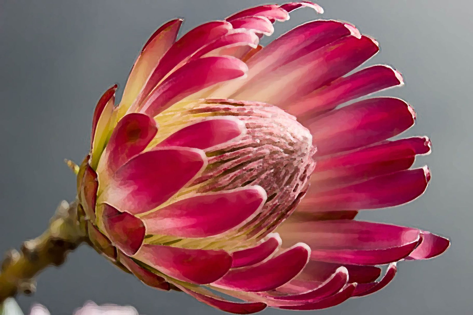 South African Complete Collection