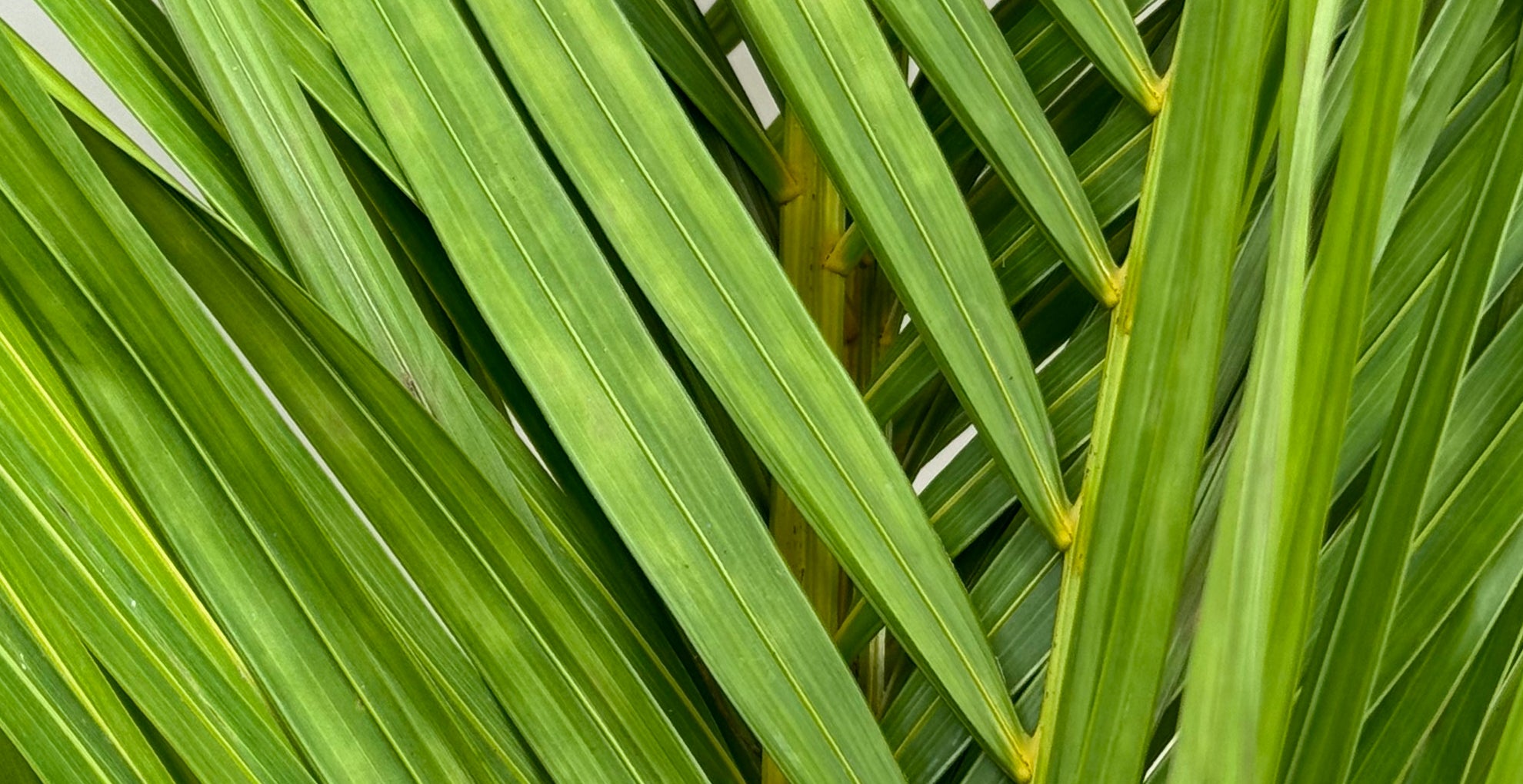 Palms