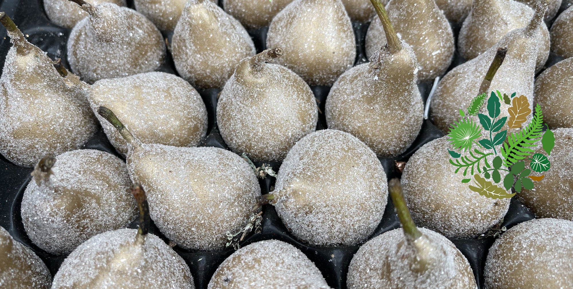 Dried Fruit
