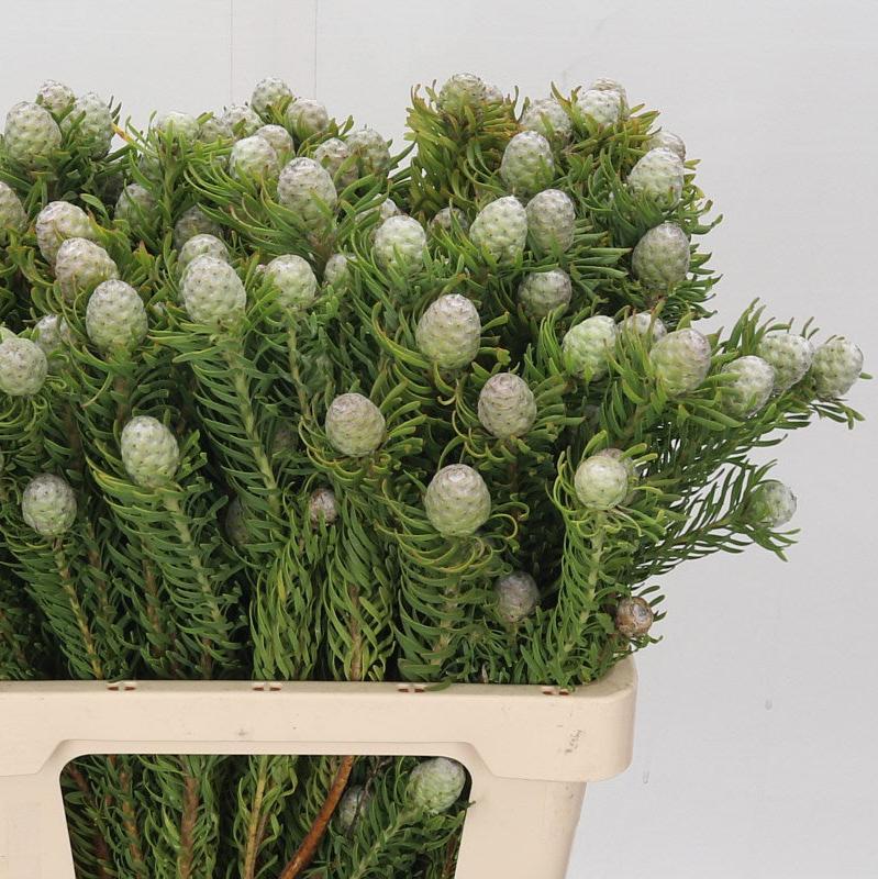 Leucadendron 'Ayoba Silver Pearl Spray' (Various Lengths)