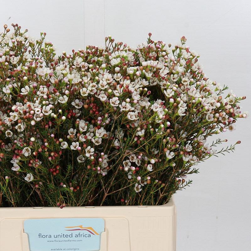 Wax Flower 'Maya' (Various Lengths)