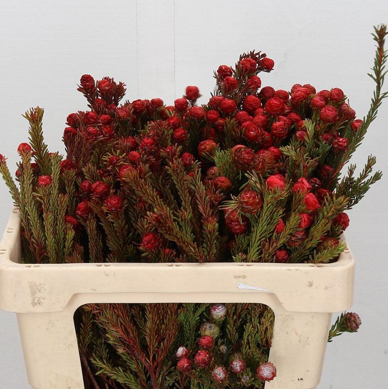 Leucadendron &#39;Tortum Red&#39; 50cm (x10)
