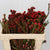Leucadendron 'Tortum Red' 50cm (x10)