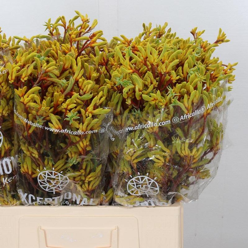 Kangaroo Paw &#39;Yellow&#39; (Various Lengths)
