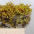 Kangaroo Paw 'Yellow' (Various Lengths)