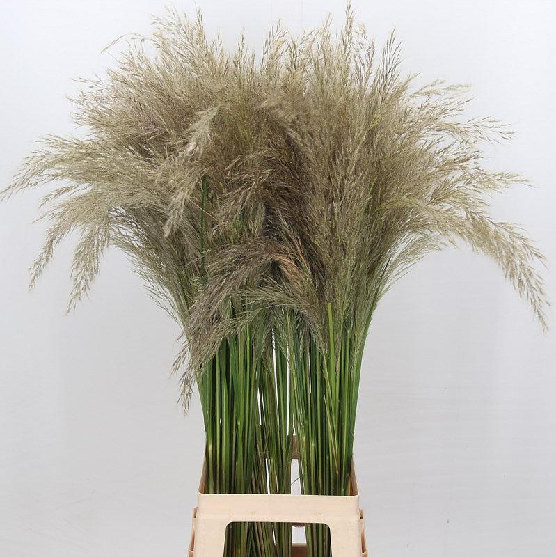 Pampas &#39;Fresh&#39; Natural (Various Sizes)