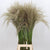 Pampas 'Fresh' Natural (Various Sizes)