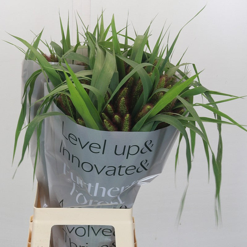 Setaria Italica &#39;Low Lander&#39; Grass (Various Lengths)