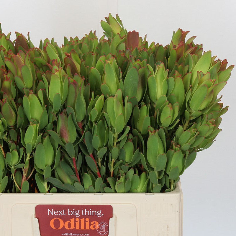 Leucadendron 'Mountain Rose' (Various Sizes)