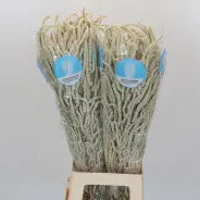 Amaranthus 'Yearming Desert' (x25) (Various Lengths)