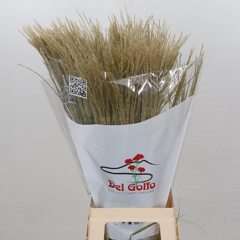 Grass &#39;Miscanthus&#39; (White Cloud) (Various Sizes)